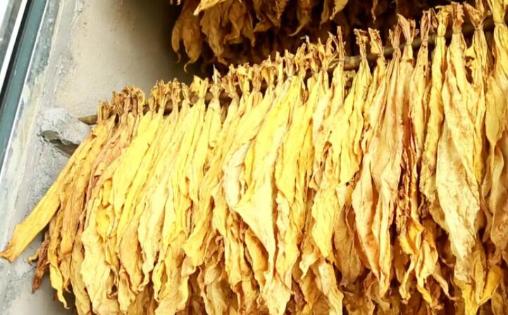 木屑顆粒燃料烘烤煙葉可以嗎？