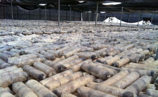 廢舊菌棒如何廢物利用？用鋸末顆粒機(jī)能增加收入